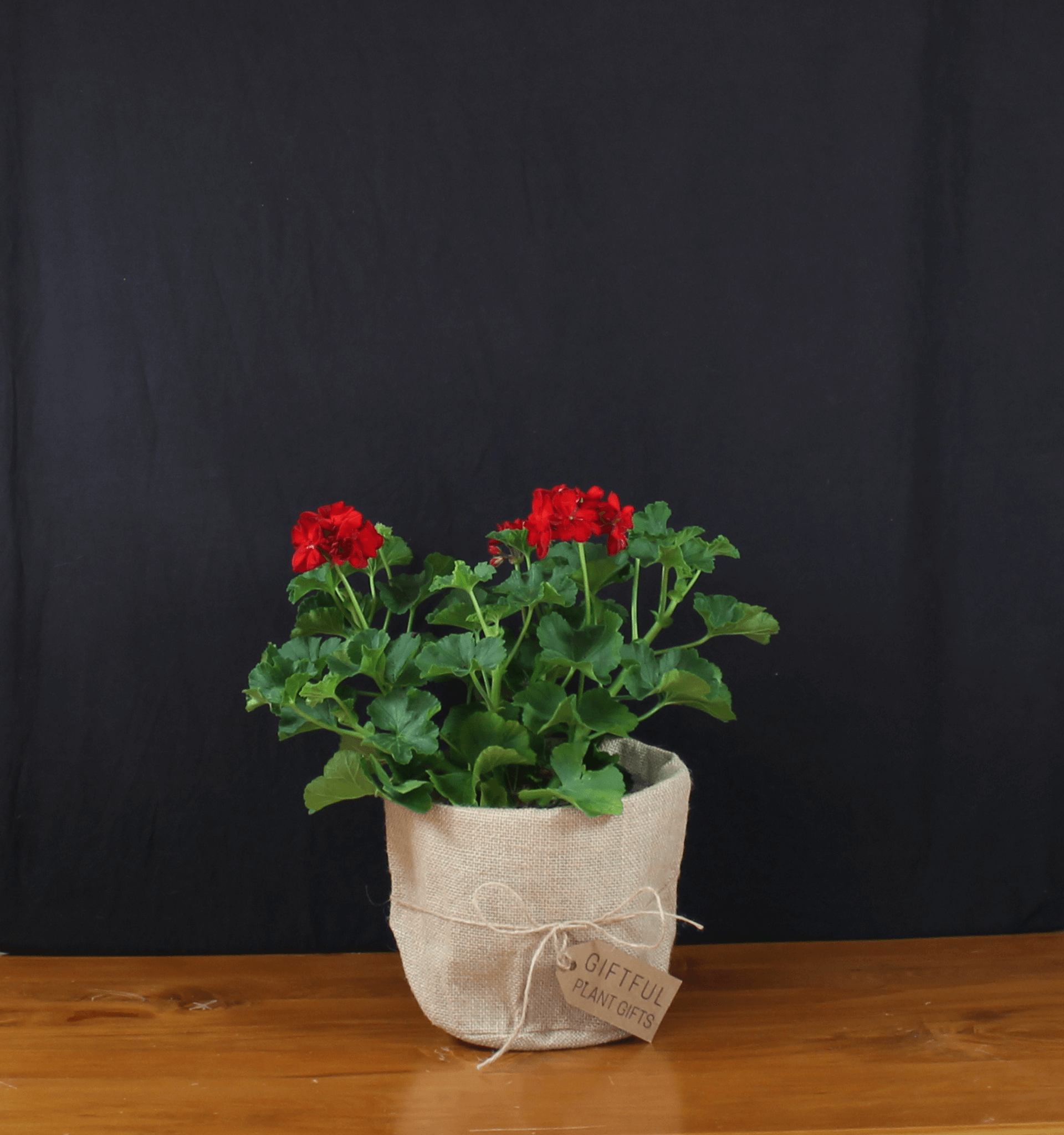 Red Pelargonium Giftful Giftboxes & Plant Gifts
