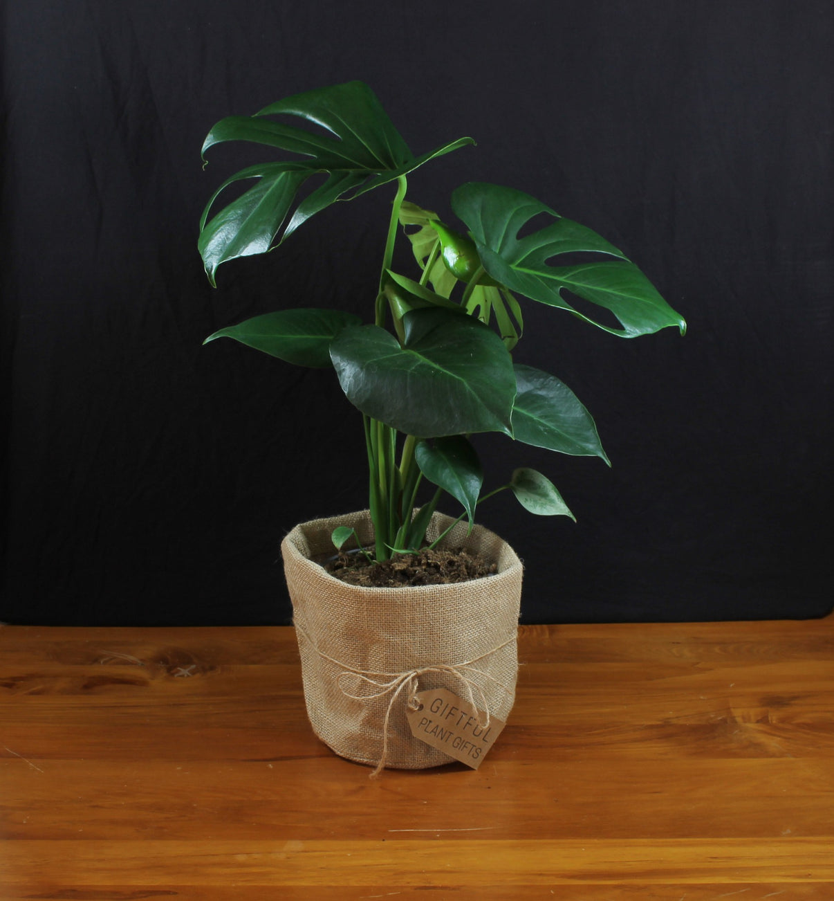 Monstera Deliciosa plant gifts Giftful Giftboxes & Plant Gifts